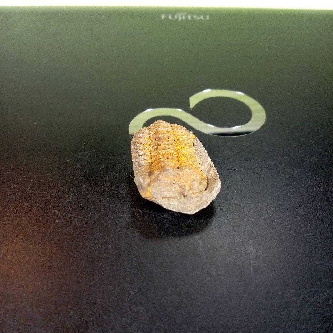 三葉虫　化石　fossil　海　ボリビア産　trilobite　海生動物種別④