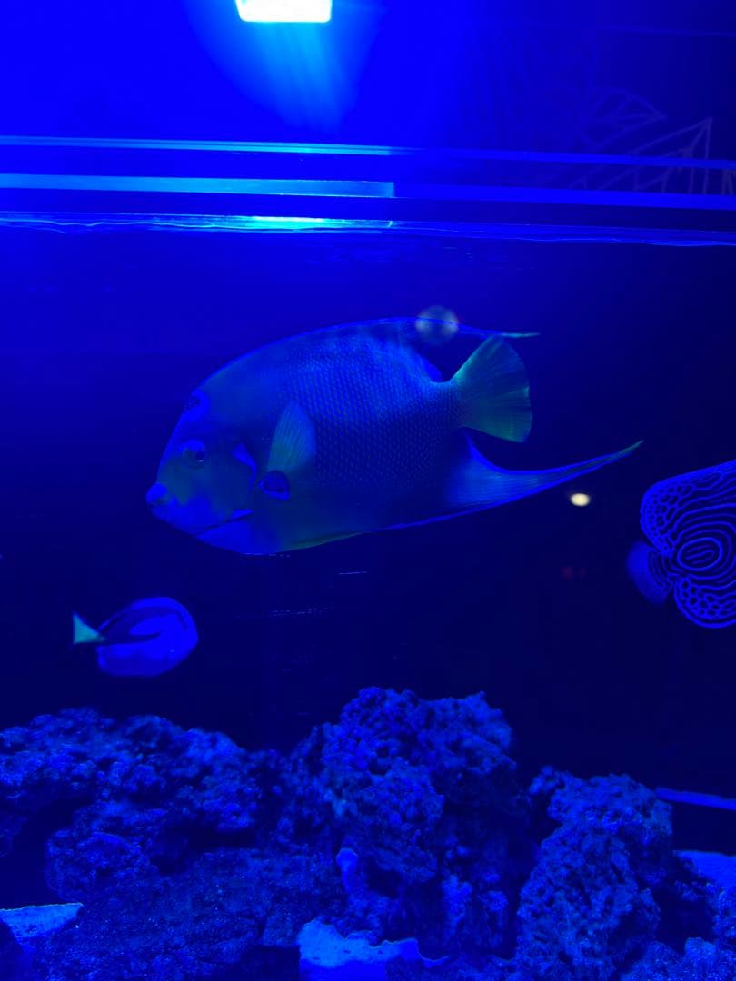 RedSea REEFER 350 海水魚飼育フルセット レッドシー 水槽