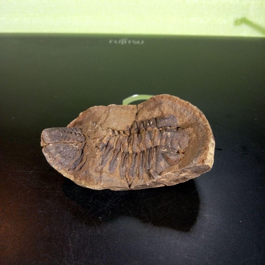 三葉虫　化石　ボリビア産　南アメリカ　trilobite　Bolivia三葉虫⑨