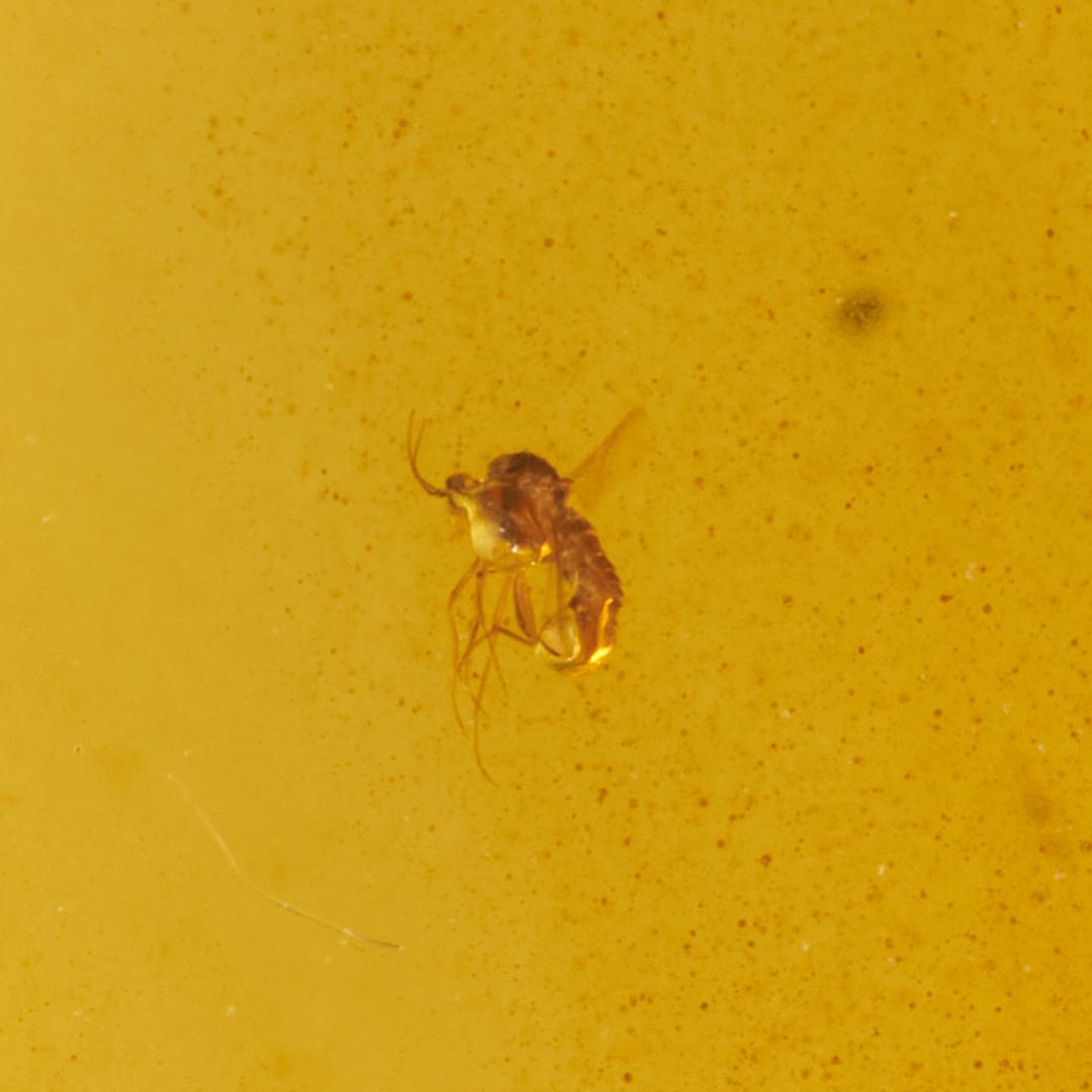 レア極上品 PA0095虫入り琥珀化石　ミャンマーカムティかタナイ9900万年前