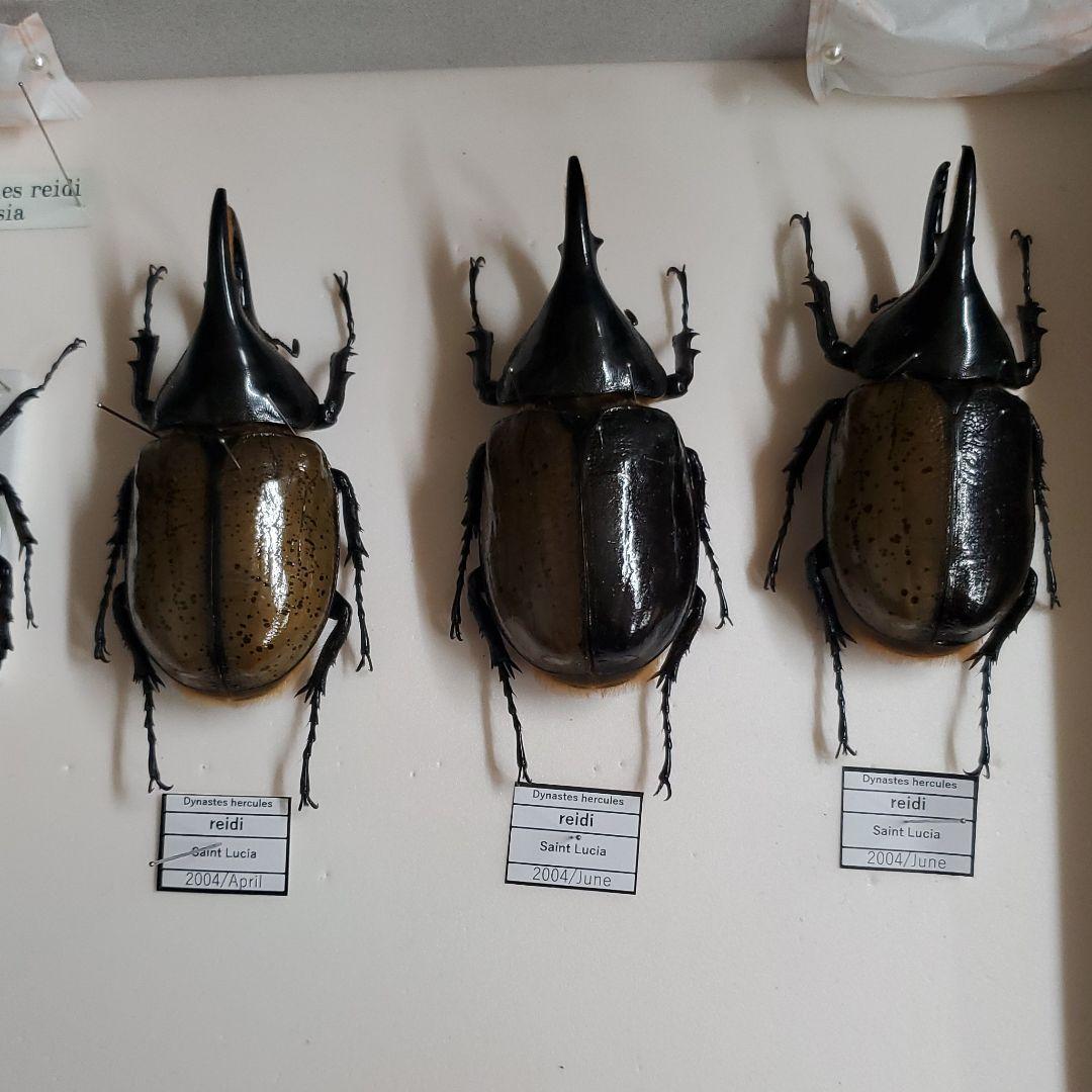 コレクションシリーズネプチューン