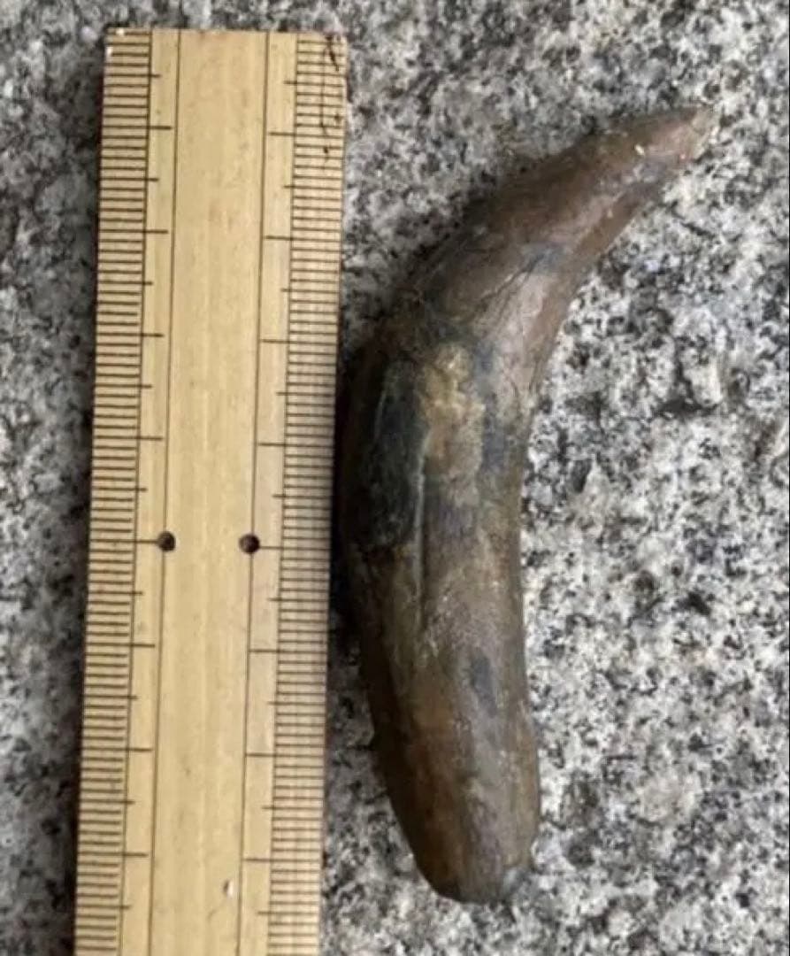 Tyrannosaurus ティラノサウルス　歯　化石　歯根　約8cm