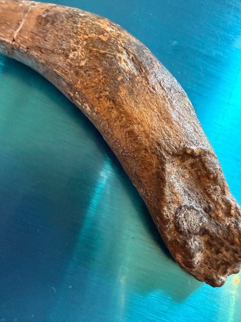 Tyrannosaurus ティラノサウルス　歯　化石　歯根　約8cm