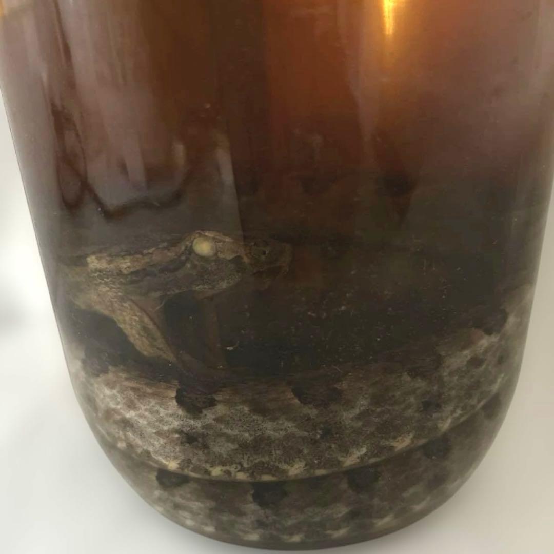 【新品】 うるま ハブ酒 強精酒 ラム酒漬け 5年熟希成 40度 1500ml