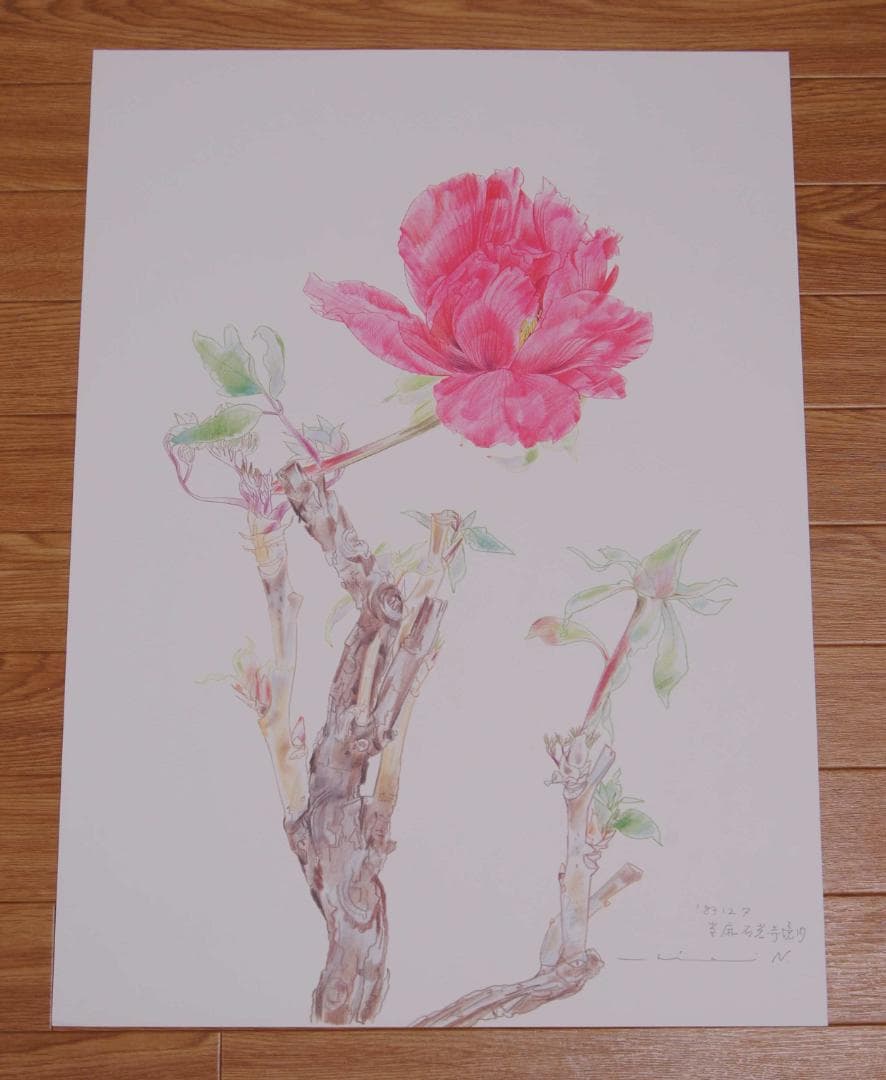 中島千波　花の写生１２葉　絵画　 12枚セット　求龍堂