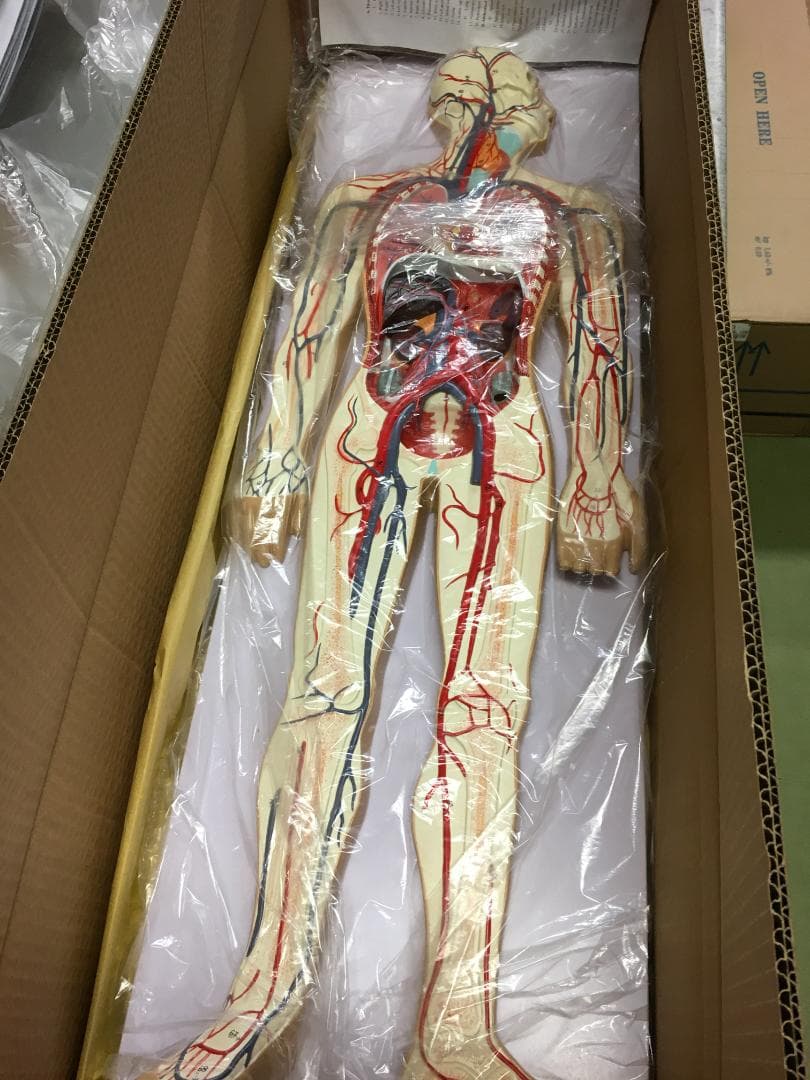 人体模型 血管詳細 1/2モデル