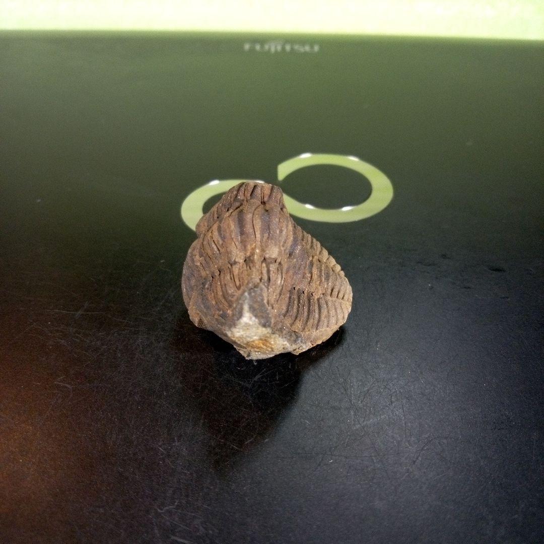 三葉虫　化石　ボリビア産　南アメリカ　trilobite　Bolivia三葉虫②