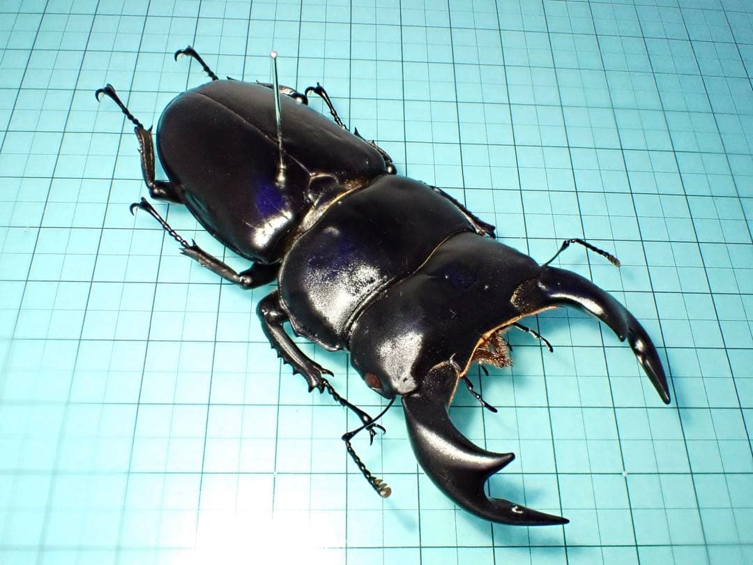 【標本】アンタエウスオオクワガタ　インド産　88.3ミリ　飼育品