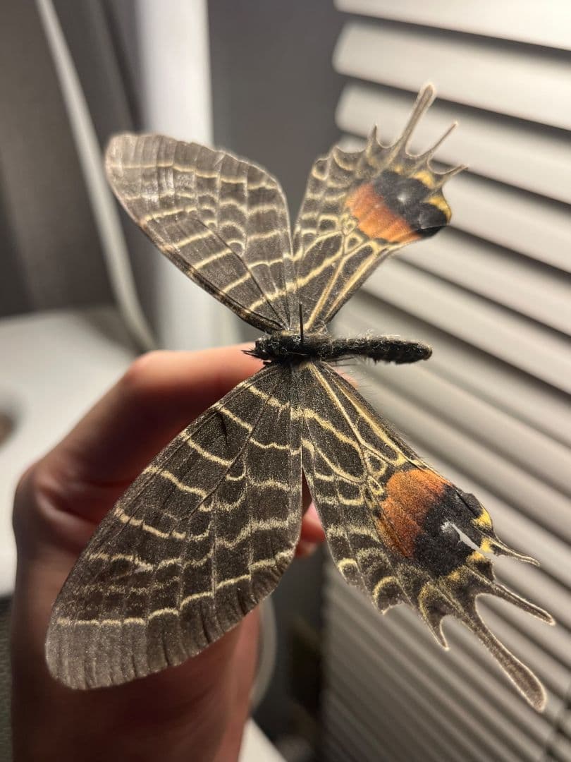 【巨大C品】シボリアゲハ モルフォ蝶 蛾ピカソモスモルフォチョウ昆虫標本