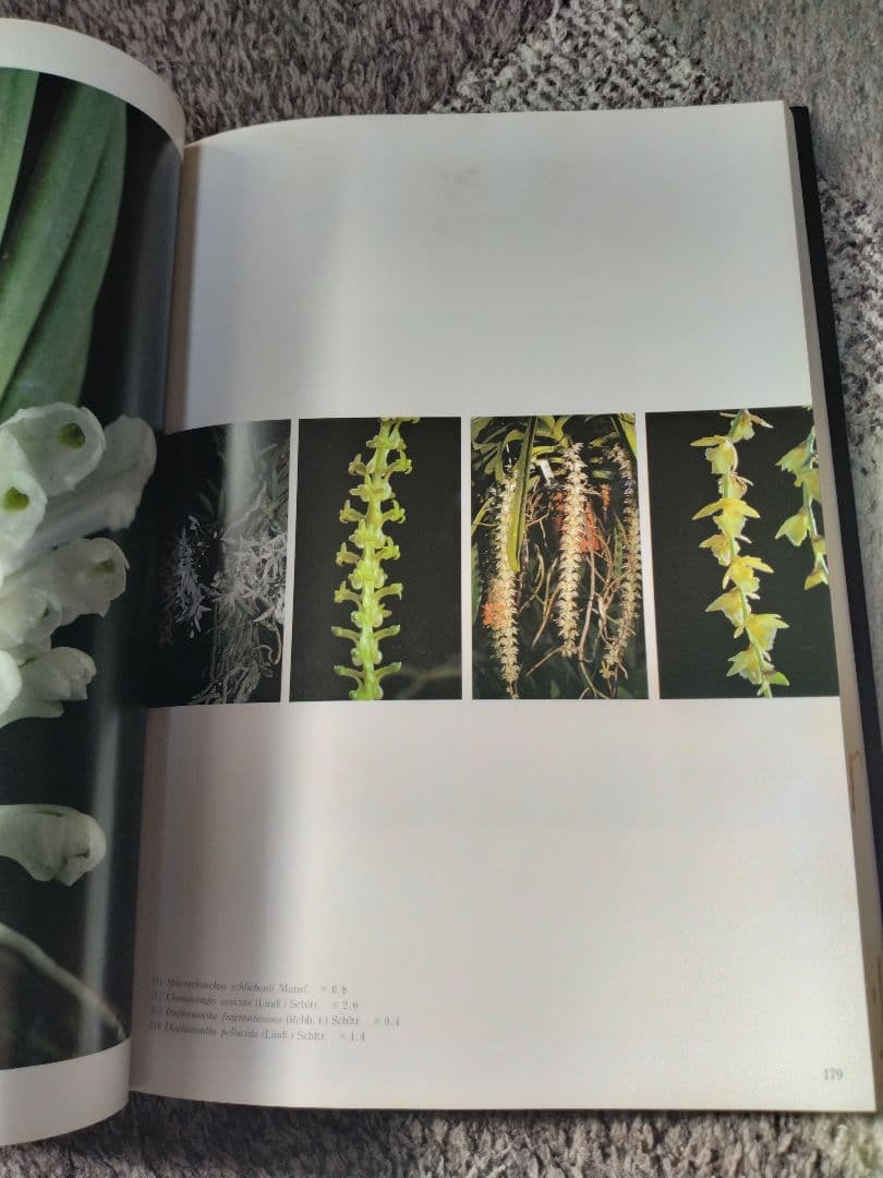 世界の野生蘭ORCHIDATLAS VOL.8 Dr.KOJI KARASAWA