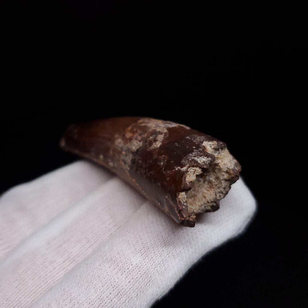 スピノサウルス 本物 モロッコ産 59.40mm sp475