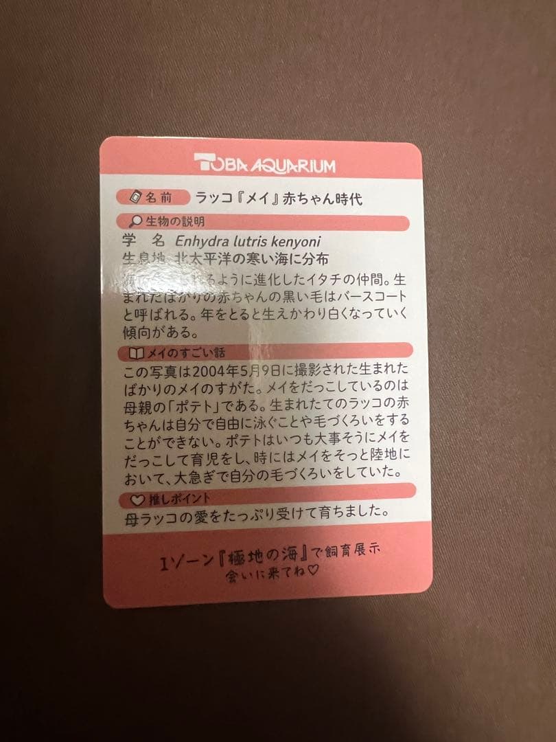 鳥羽水族館 TOBA AQUARIUMコレクションカード ラッコ メイ