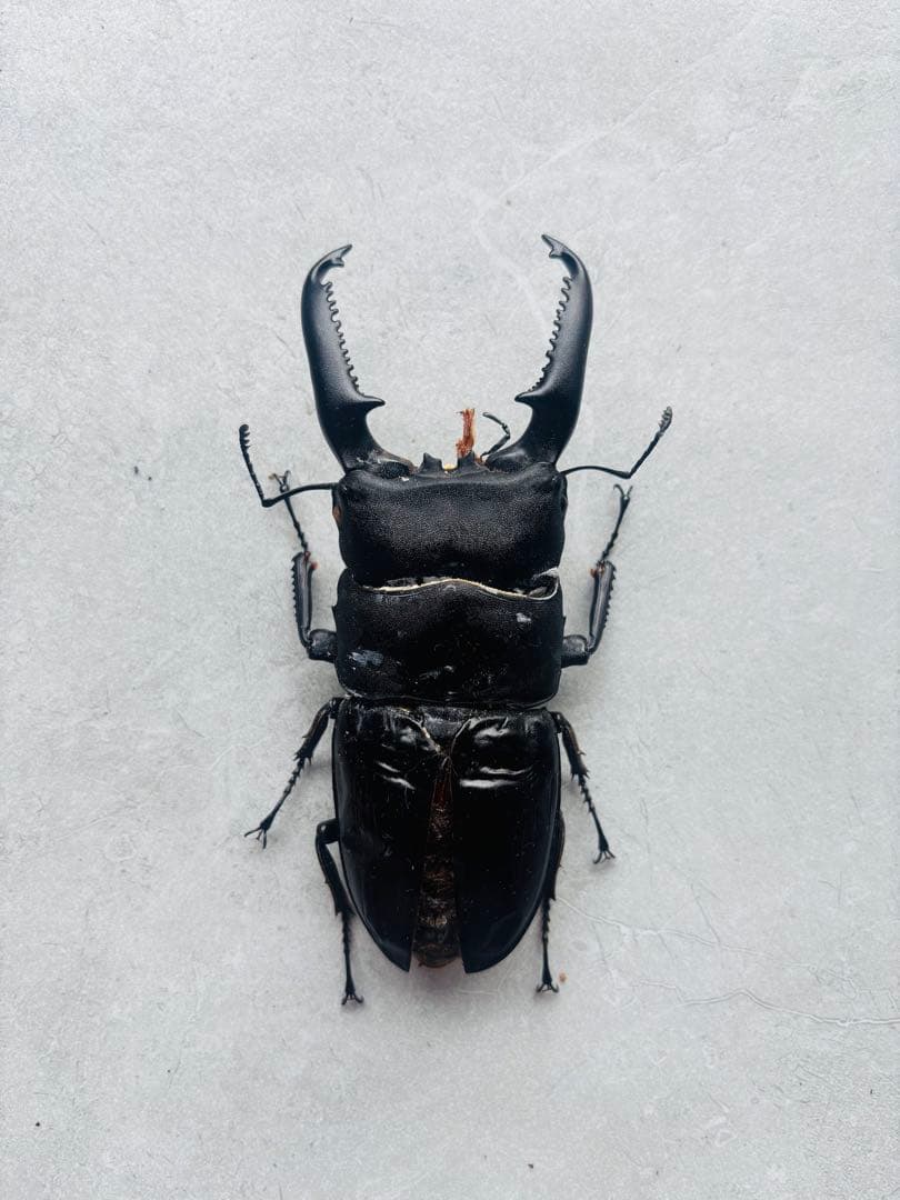 【極レア】 パラワンオオヒラタクワガタ 112.9ミリ