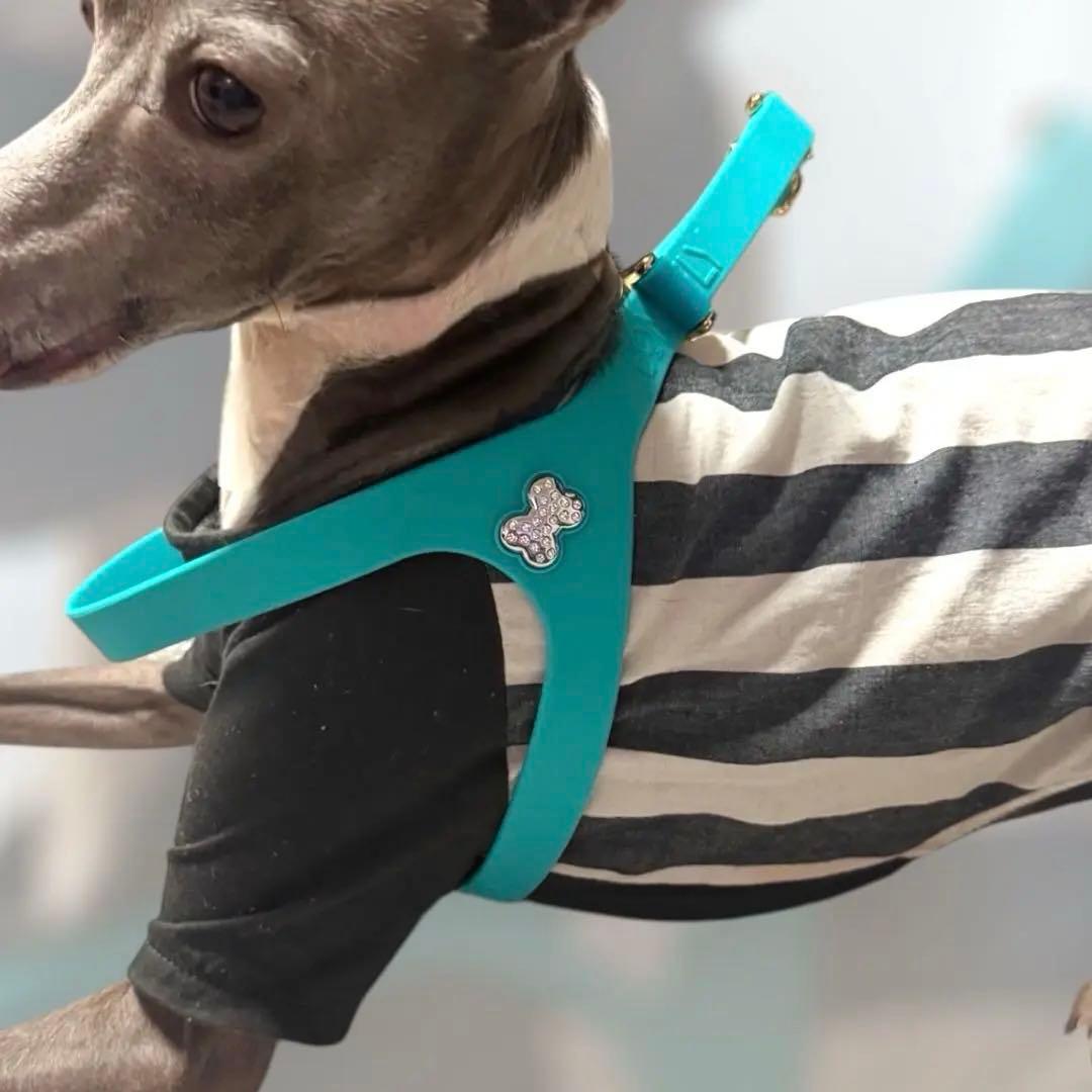 NY店舗購入　BONEFLY ドックハーネス　Mサイズ　入手困難