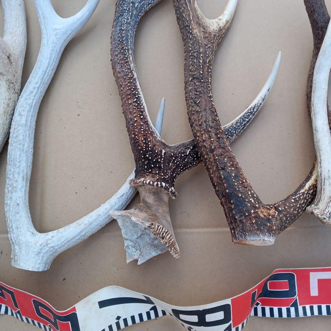 ク*ト様 蝦夷鹿の角 　犬のおもちゃ、工芸品などに 自然素材　７番