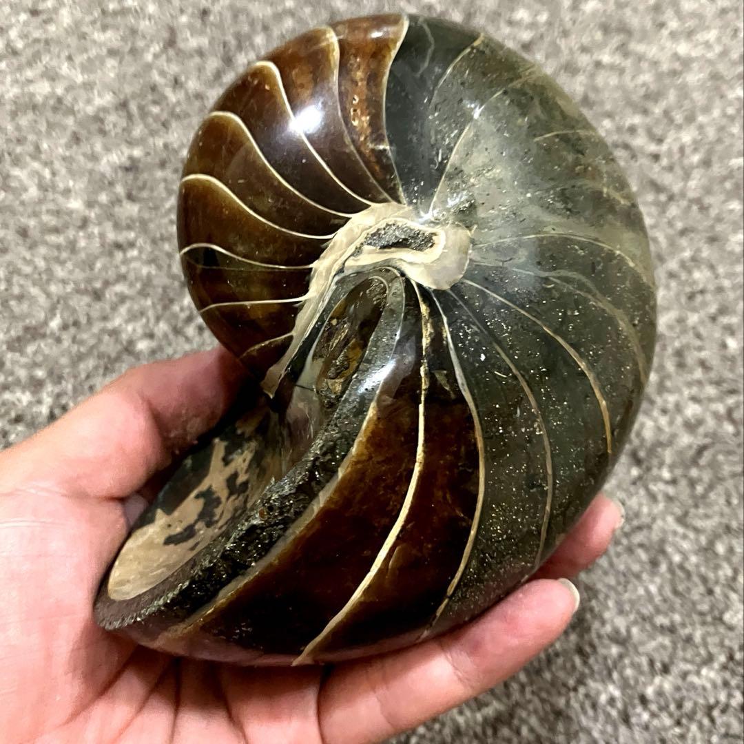 オウムガイ　化石　979g