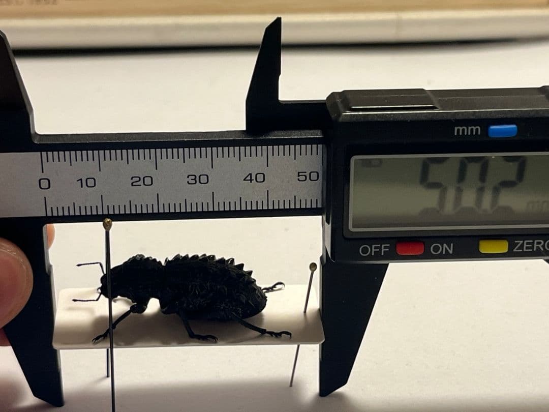 【属内最高峰】トゲトゲヘンテコゾウムシ Gagatophorus 標本甲虫