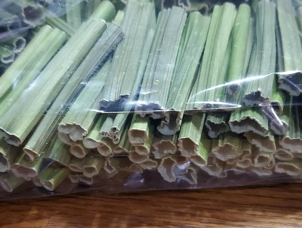大容量　2100g　(国産・高品質)乾燥パパイヤの茎（無農薬・有機肥料）