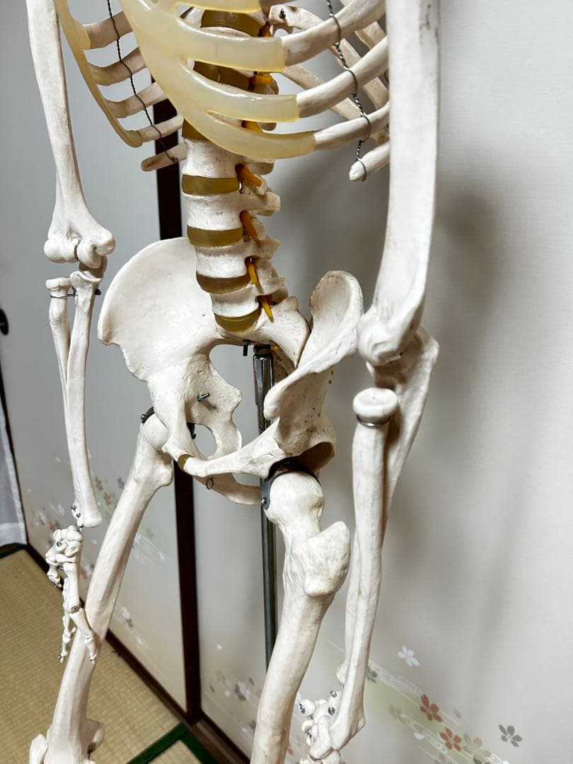 人骨模型　骨格模型　170cm 脊柱模型　70cm