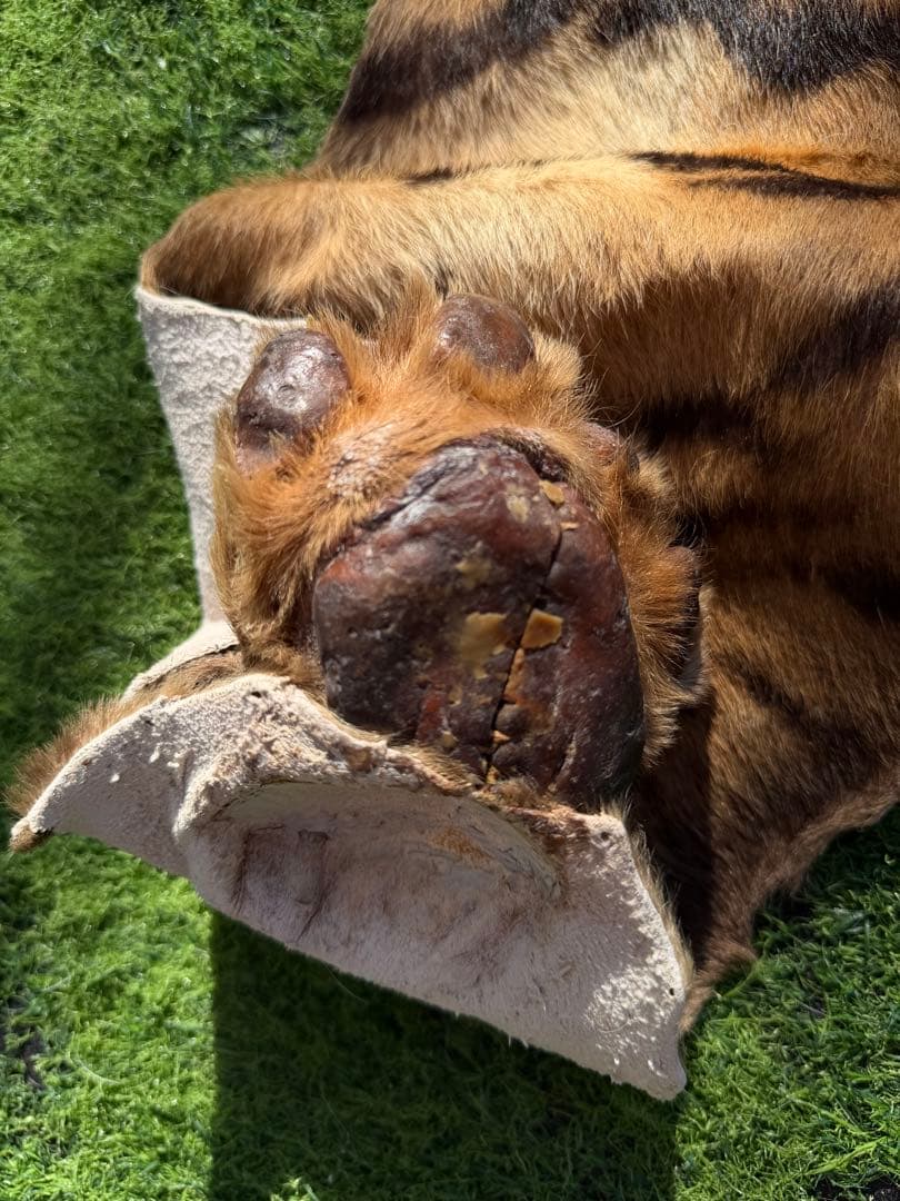 虎 剥製　国際希少野生動植物種登録票付き