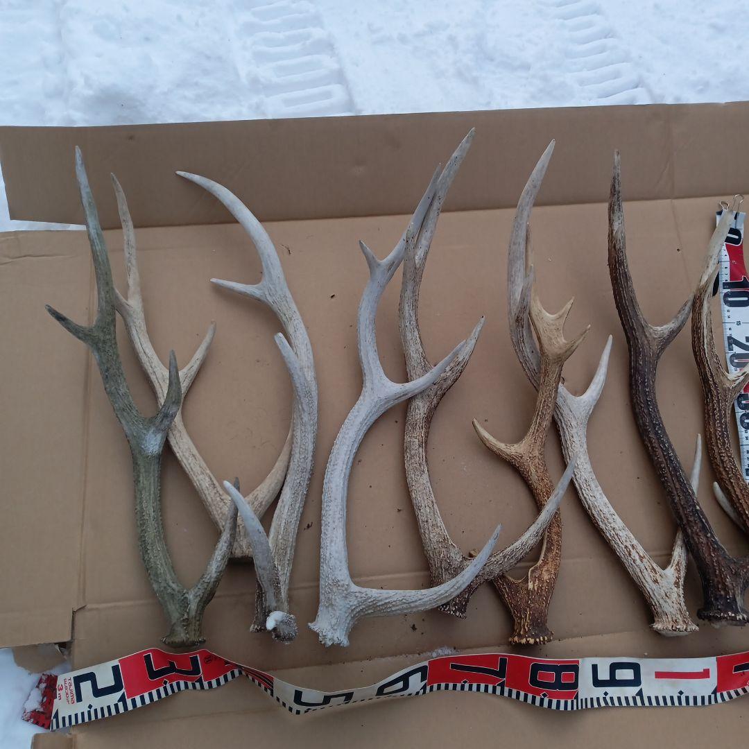 ク*ト様 鹿の角 　犬のおもちゃ、工芸品などにどうぞ　２８番