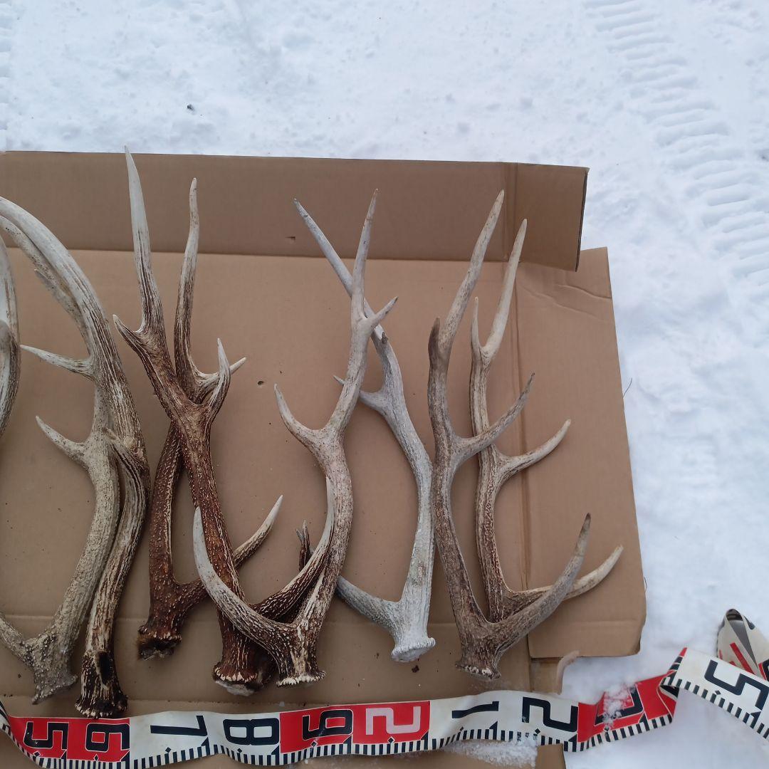 ク*ト様 鹿の角 　犬のおもちゃ、工芸品などにどうぞ　２８番