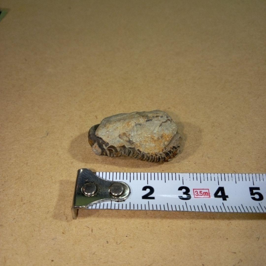 三葉虫　化石　fossil　ボリビア産　レア　Fossil判別⑧