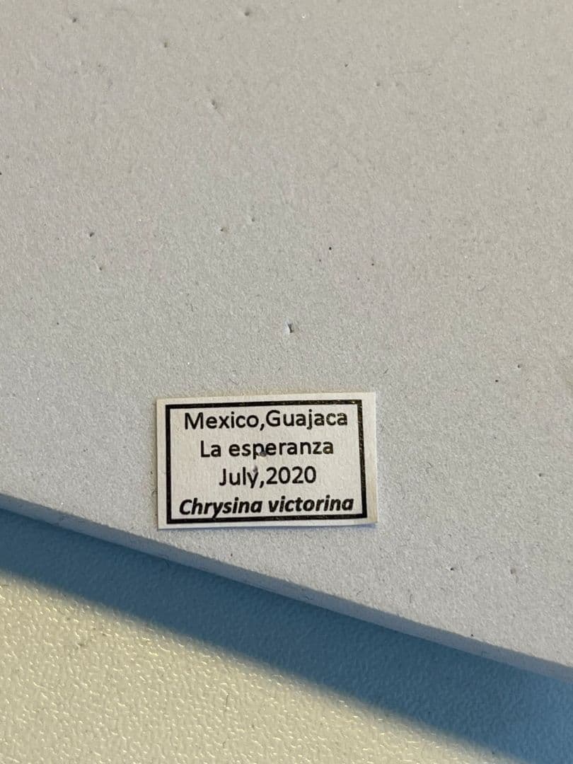 【31mm】ヴィクトリナウグイスコガネ　プラチナコガネ　標本　カナブンハナムグリ