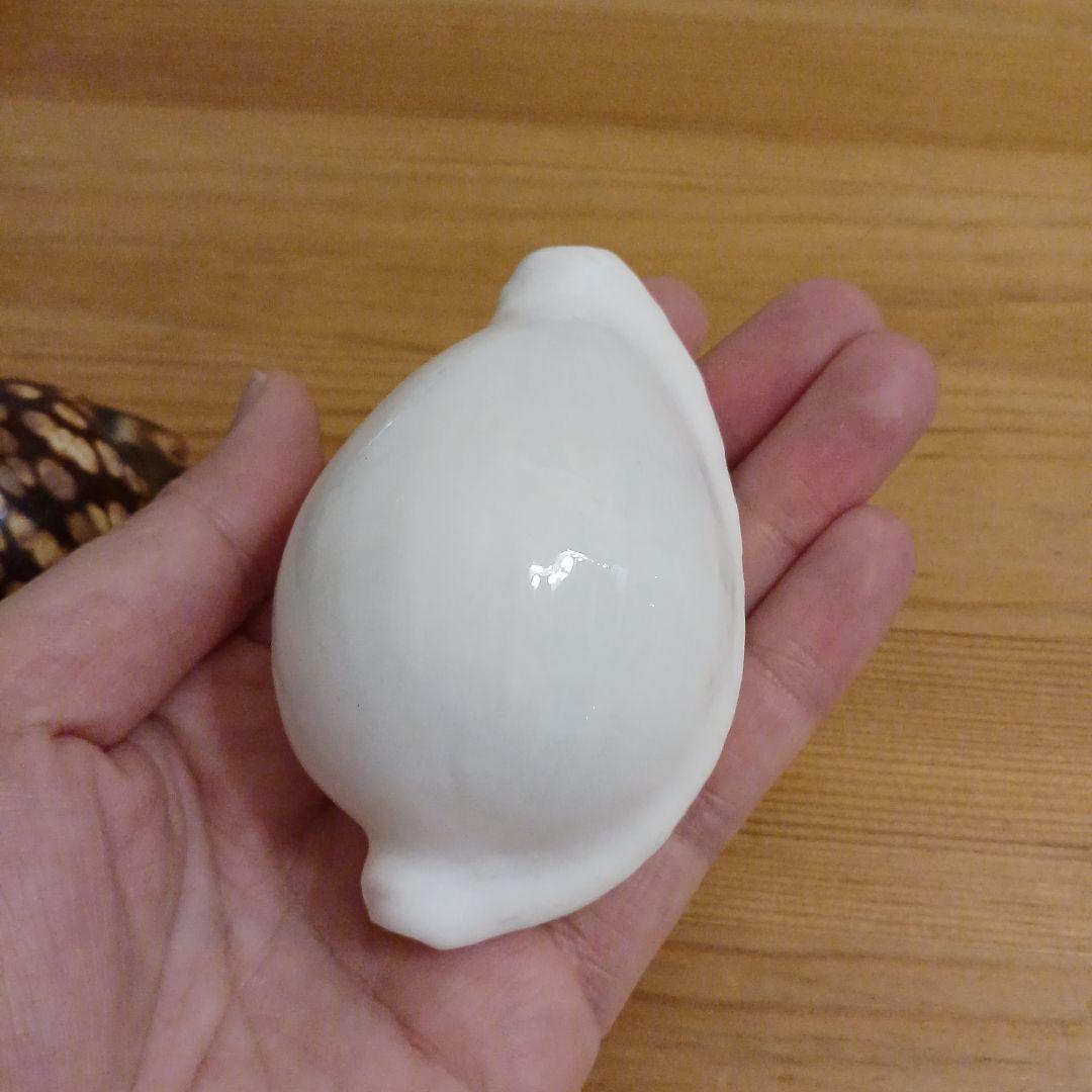 タカラガイ　ウミウサギガイ　屋久島天然