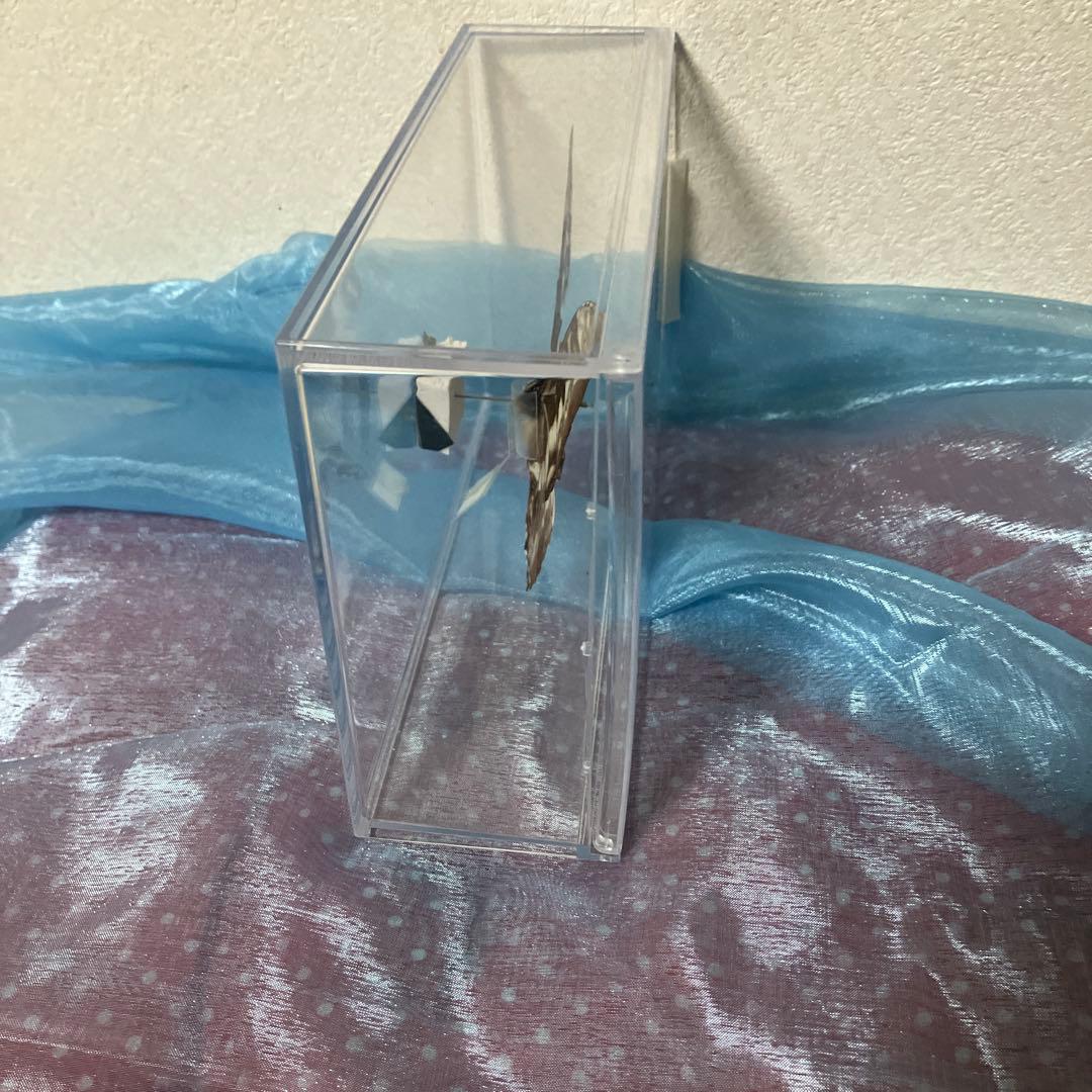 キプリスモルフォ♂ （透明横開きケース入り）