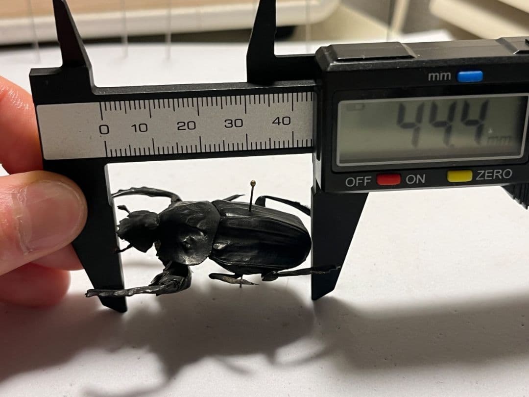 【属内2位】スネブトタマオシコガネ スカラベ糞虫フンチュウ昆虫標本 パキソマ