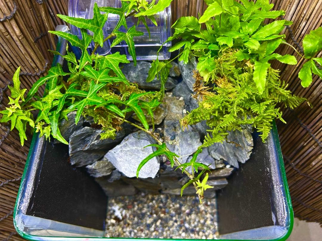 水の流れる滝テラリウム水槽