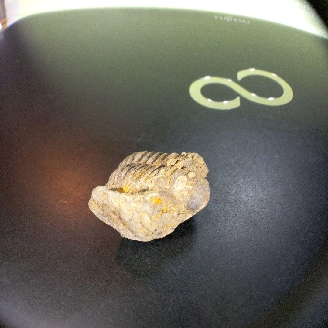 三葉虫　化石　fossil　ボリビア産　trilobite　Bolivia化石⑤