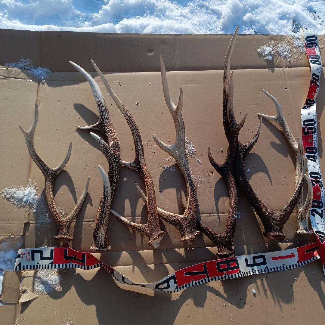 ク*ト様 蝦夷鹿の角 　犬用おもちゃ　工芸品などにどうぞ　１２番