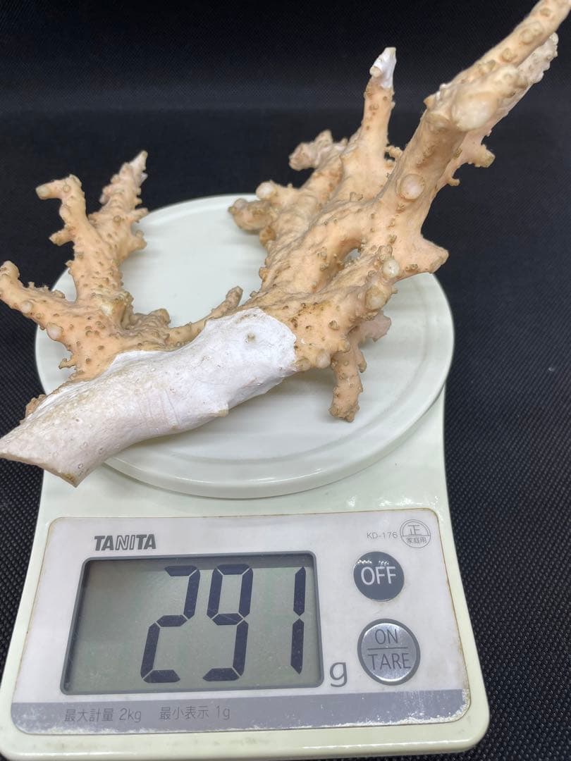 珊瑚原木