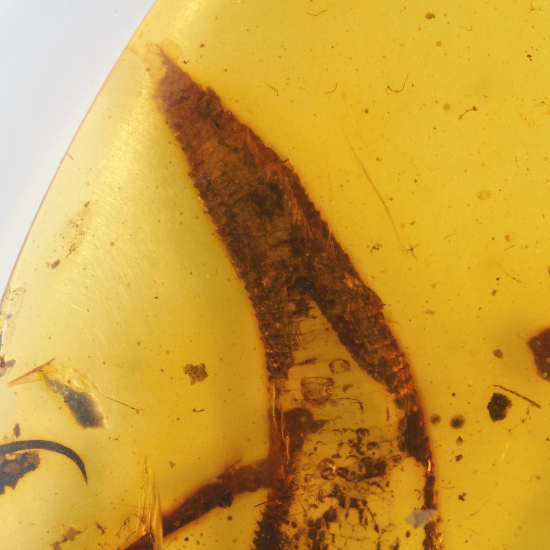 レア極上品 PA151虫入り琥珀化石　ミャンマーカムティかタナイ9900万年前