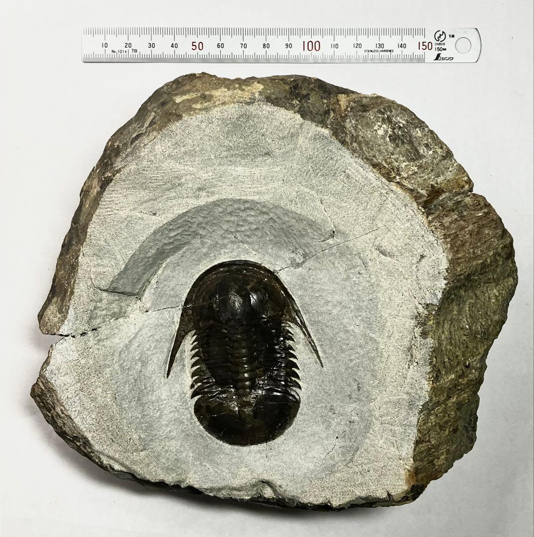 三葉虫　化石　Anomocarella