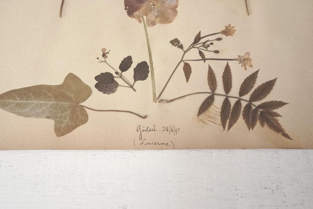 1895年 植物標本11枚セット フランスアンティーク 押し花 ドライフラワー