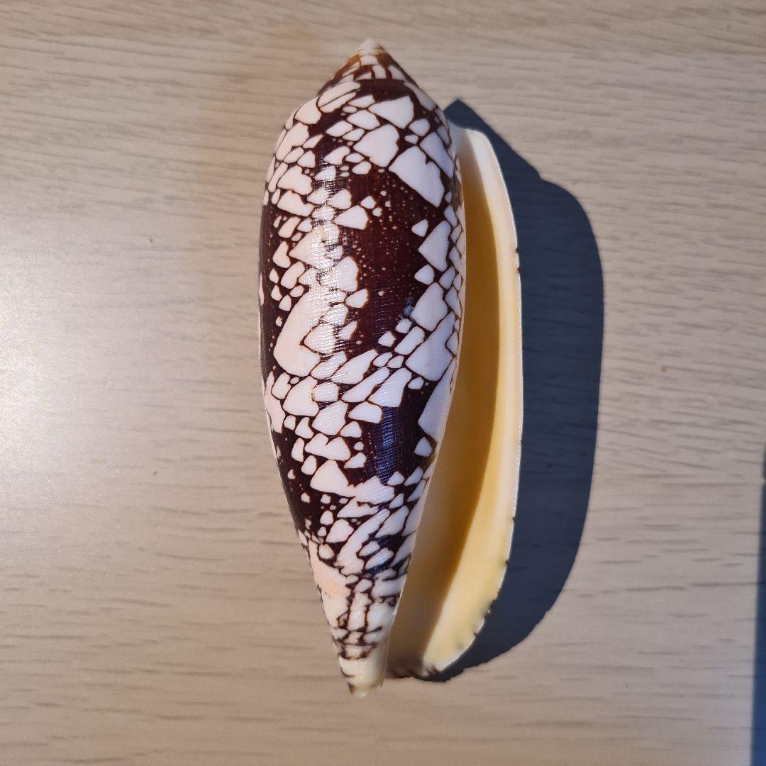 イモガイ貝殻 Darioconus Aulicus Propenudus