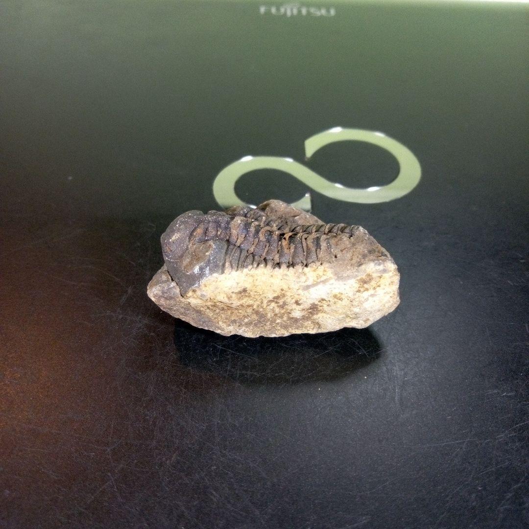 三葉虫　化石　fossil　ボリビア産　trilobite　ノジュール判別⑦