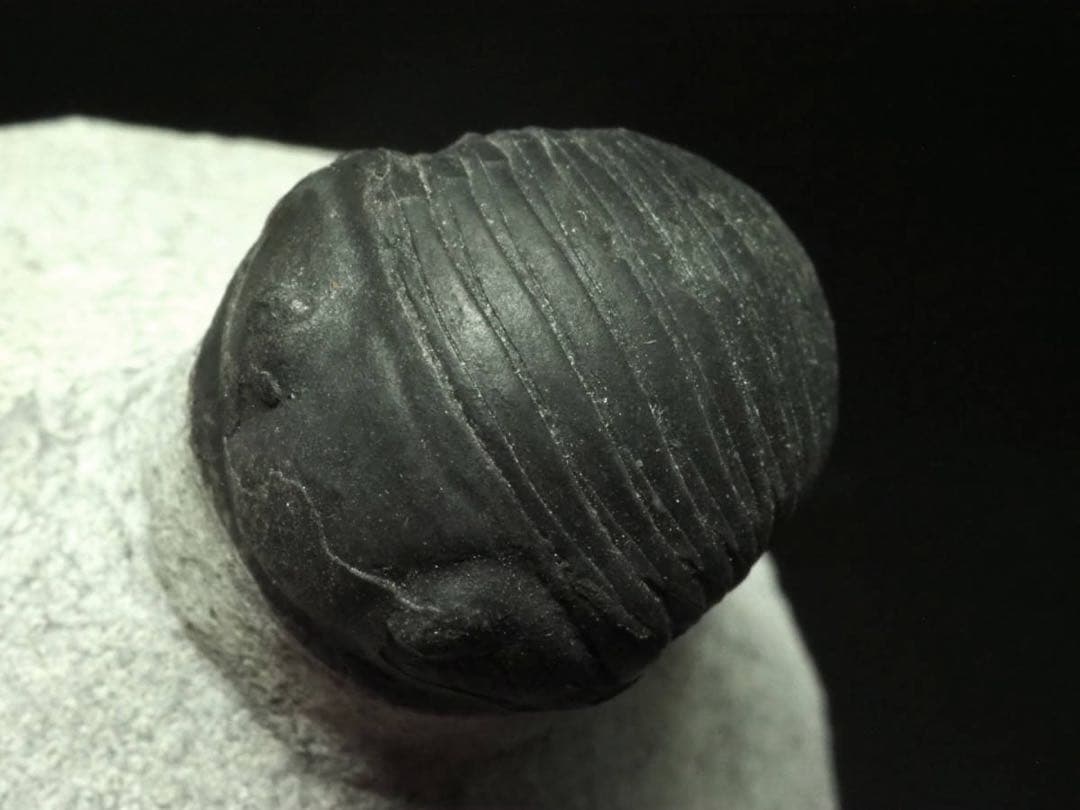 三葉虫　Parahomalonotus planus パラホマロノトゥス　化石