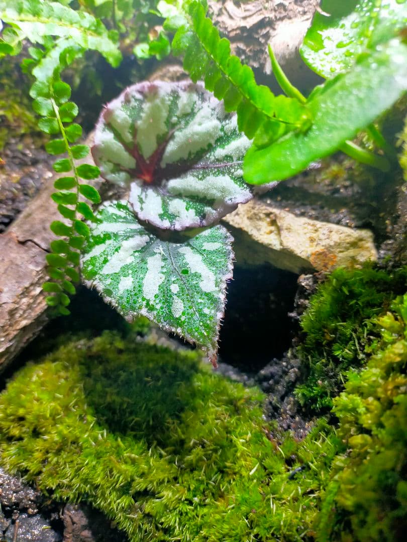 隠れ家付き！苔テラリウム、生体飼育ケージ