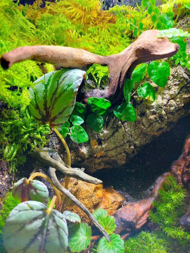 隠れ家付き！苔テラリウム、生体飼育ケージ