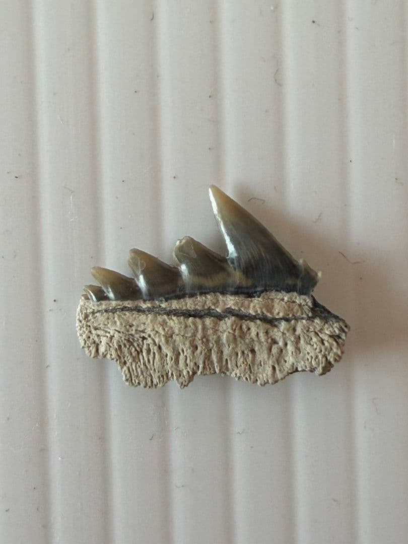 ペルー産サメの歯の化石Carcharodon carcharias