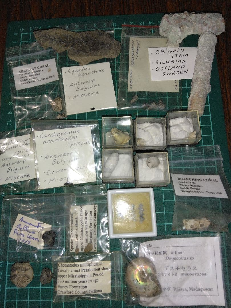 世界の化石　まとめ売り　化石　アンモナイト　巻き貝　ウミユリ　サメの歯化石