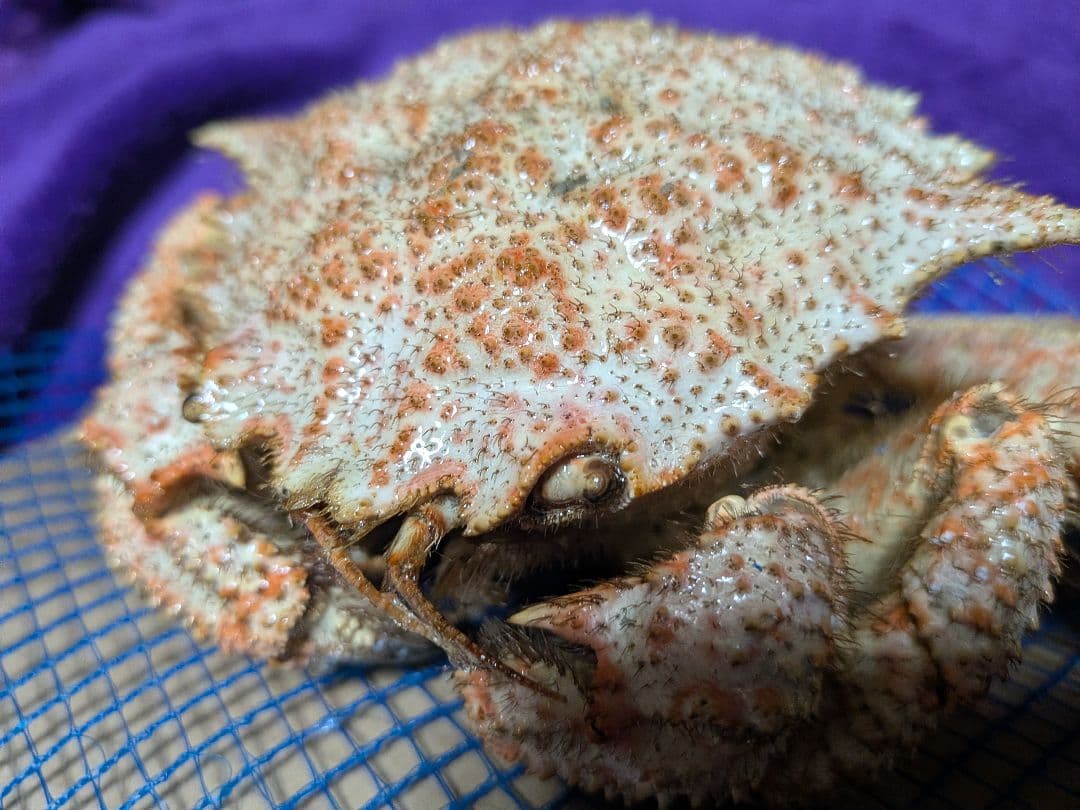 立体リアル標本飾り　トゲクリガニ　クリガニ　青森県産　陸奥湾　ガラスケース入り品