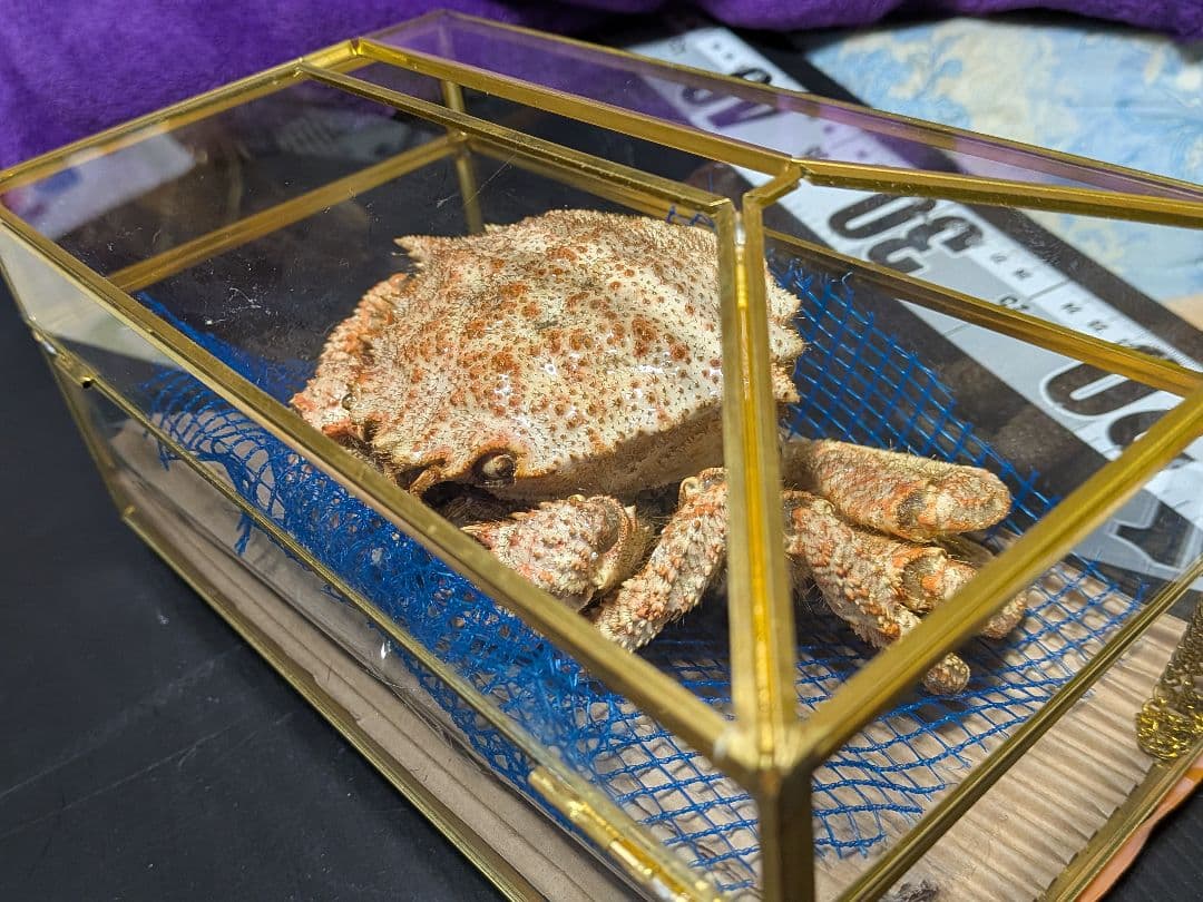 立体リアル標本飾り　トゲクリガニ　クリガニ　青森県産　陸奥湾　ガラスケース入り品
