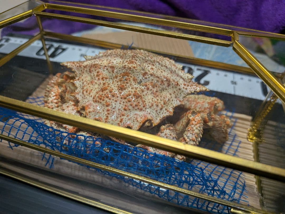 立体リアル標本飾り　トゲクリガニ　クリガニ　青森県産　陸奥湾　ガラスケース入り品