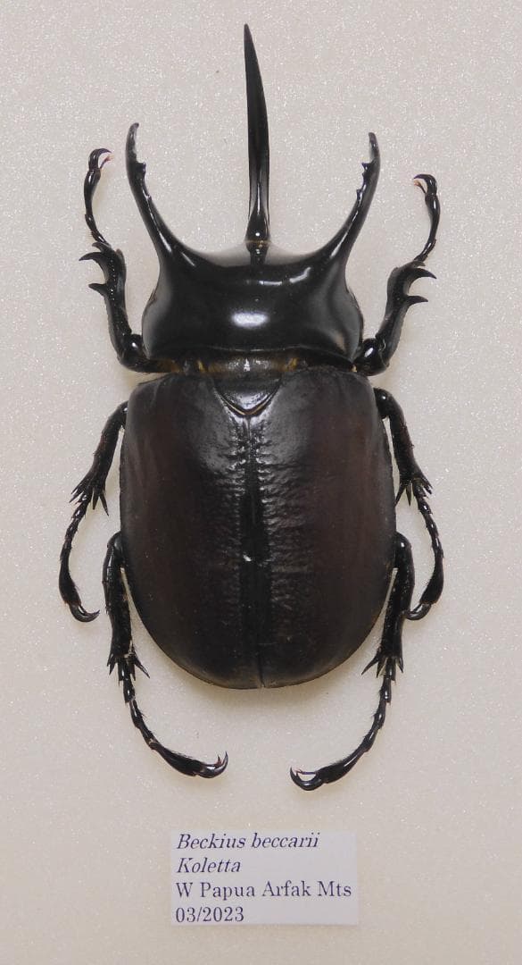 パプア産サンボンヅノカブト 70mm