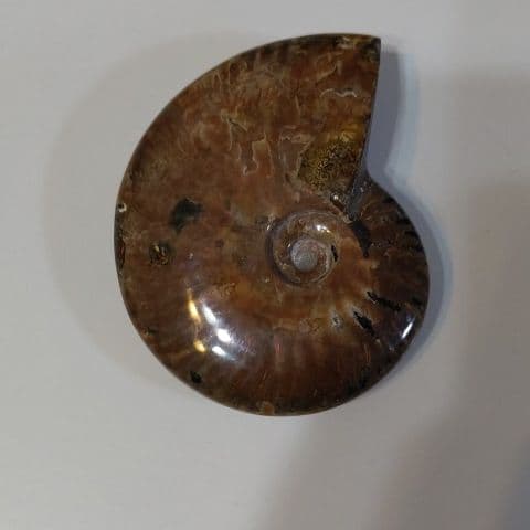 アンモナイト化石  550グラムBIG